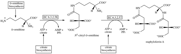 staphyloferrin-a-biosynthesis