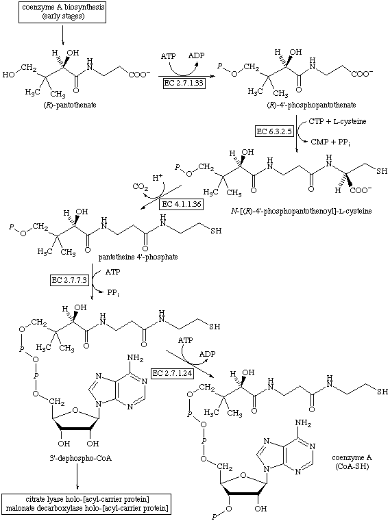 coenzyme a synthesis
