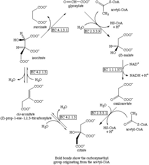 Glyoxylate Cycle