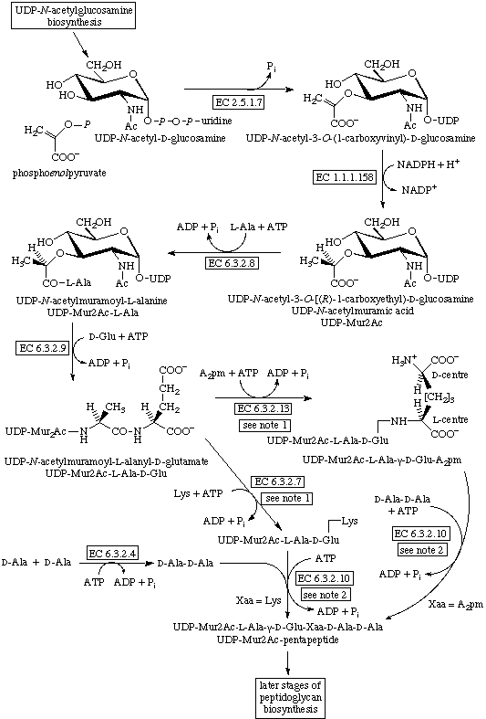 peptidoglycan synthesis